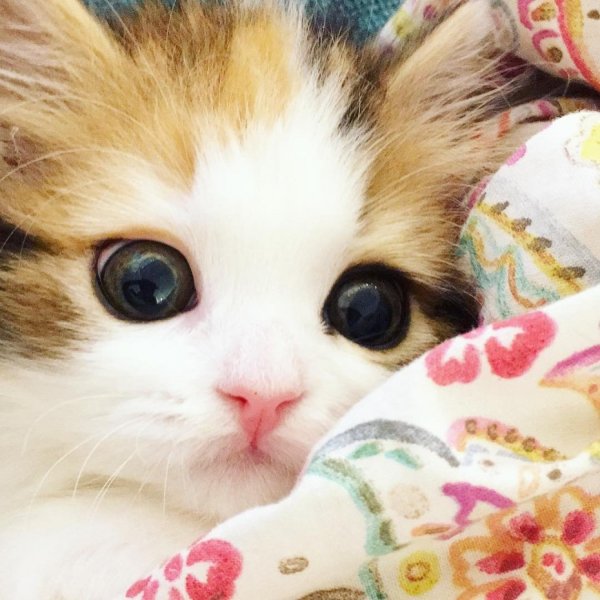 Самые милые животные