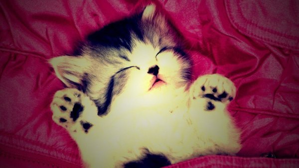 Милые пушистики