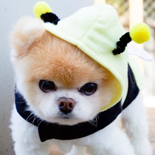 Котёнок фото милый