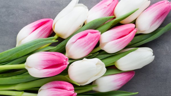 Фловерс Flowers цветы тюльпаны