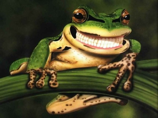 Смешные лягушки