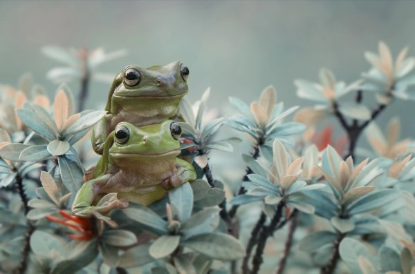 Фрези крок Лягушонок