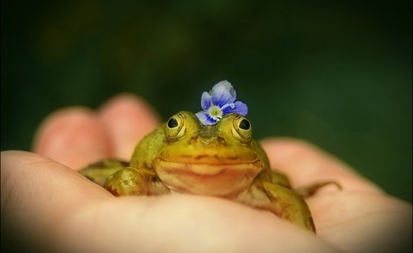 Милая жаба