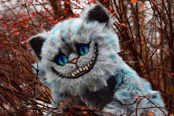 Чеширский кот порода