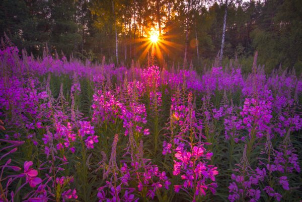 Кипрейные поля