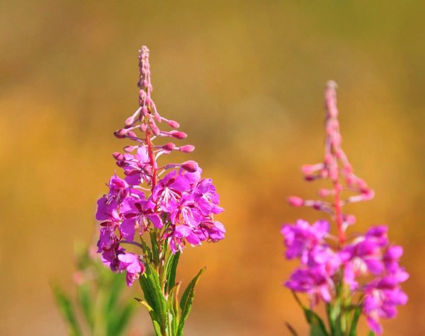 Кипрей горный Epilobium montanum