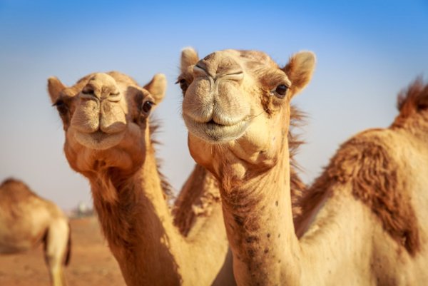 Верблюд Camel