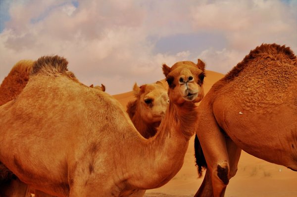 Картинки верблюд (42 фото)
