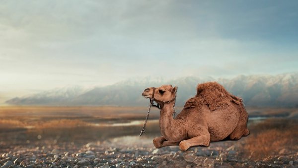Верблюд фон