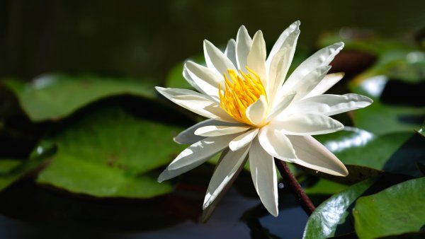 #Египетская белая водяная Лилия Nymphaea Lotos