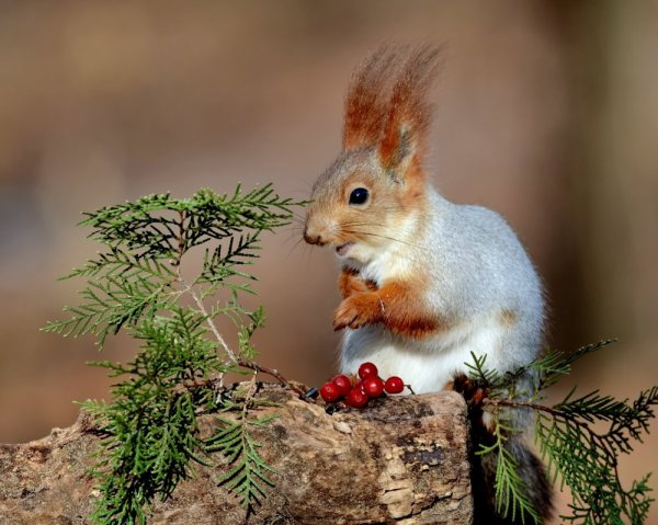 Красивая Белочка