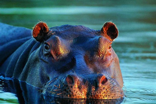Hippopotamus amphibius