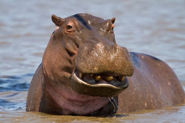 Hexaprotodon liberiensis