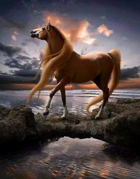 Красота лошадей