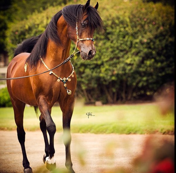 Арабская лошадь