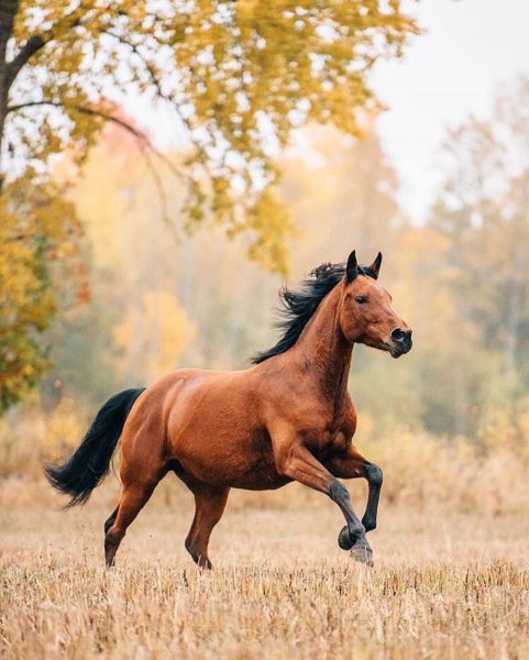 Гнедой Мустанг