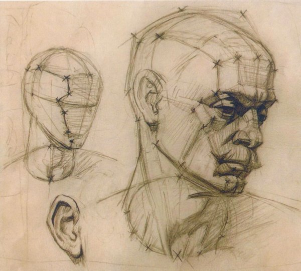 Художественная анатомия лица