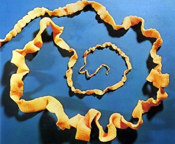 Черви паразиты бычий цепень