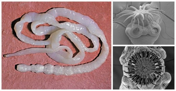 Ленточные черви свиной цепень