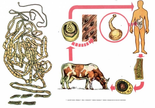 Тениаринхоз жизненный цикл