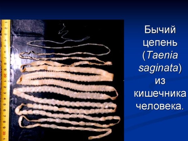 Власоглав бычий цепень