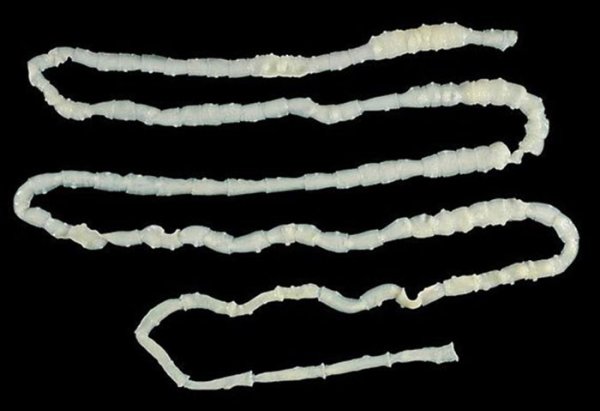 Ленточные черви бычий цепень