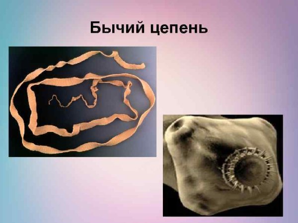 Ленточные черви бычий цепень