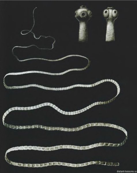 Ленточные черви бычий цепень