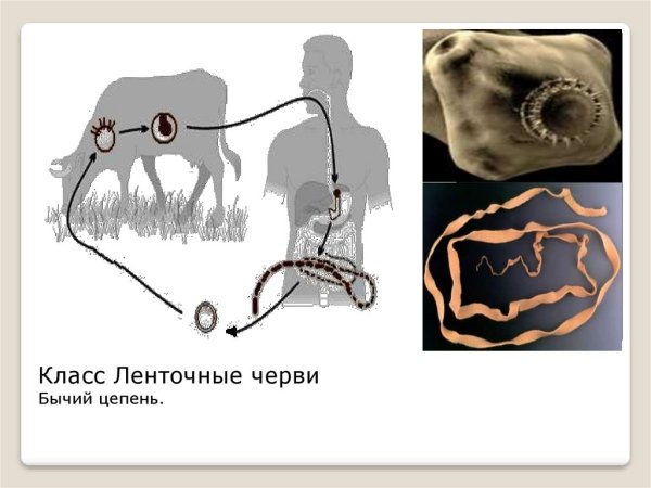 Класс ленточные черви бычий цепень