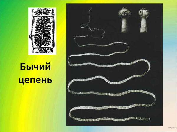 Ленточные черви бычий цепень
