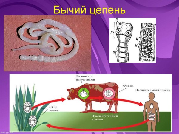 Бычий цепень цистицерк