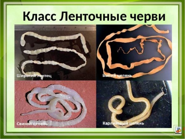 Ленточные черви лентец