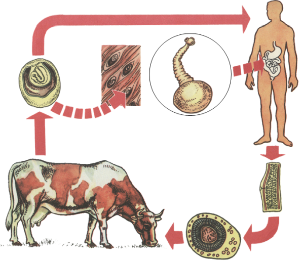 Цистицеркоз бычий цепень