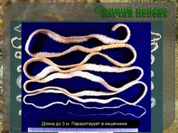 Ленточные черви бычий цепень