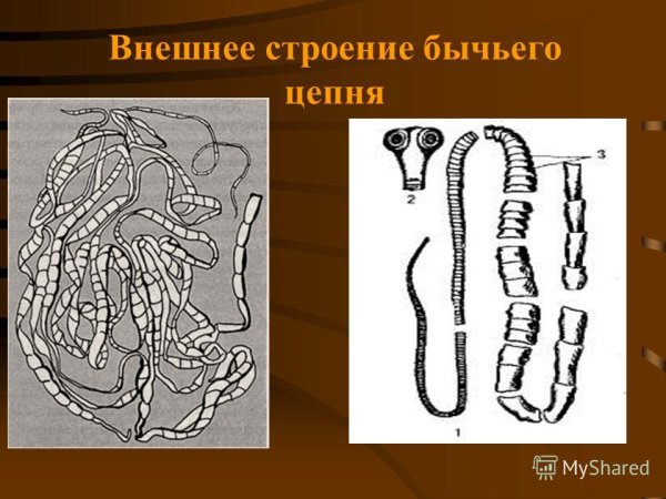 Червь бычий цепень строение