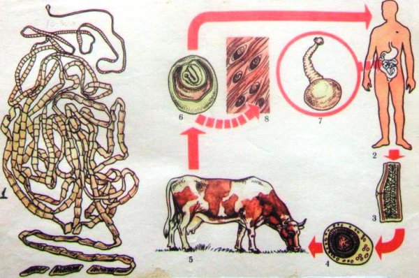 Цистицерк свиного цепня