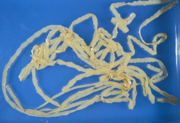 Ленточный червь свиной цепень