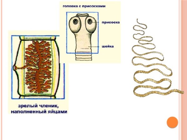 Ленточные черви бычий цепень строение