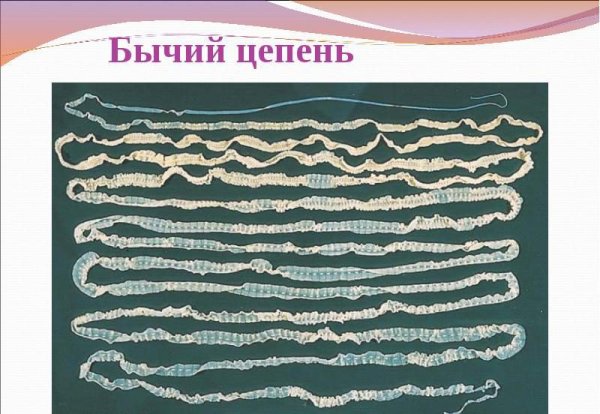 Ленточные черви бычий цепень