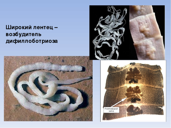 Бычий цепень микроскоп