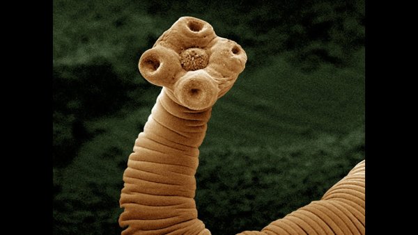 Плоский червь бычий цепень