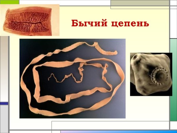 Бычий цепень Тип червей плоские