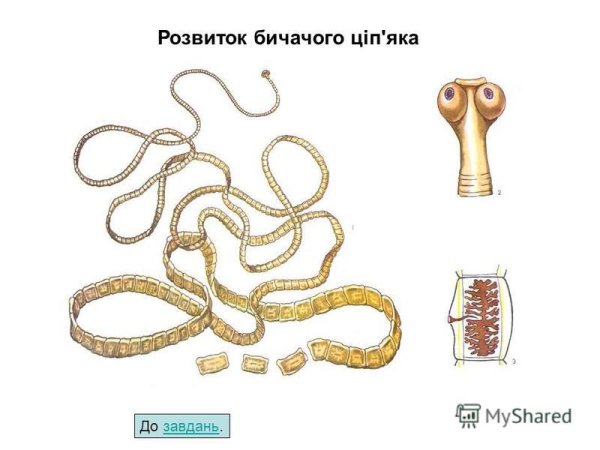 Ленточные черви свиной цепень