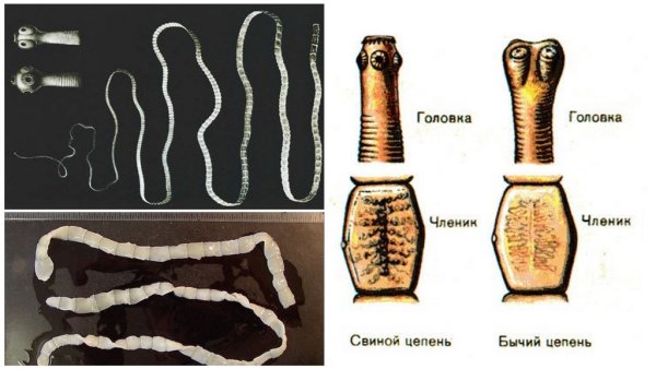 Бычий цепень в организме человека