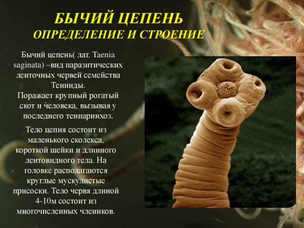 Ленточные черви цепень