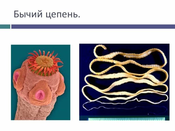 Ленточный червь бычий цепень