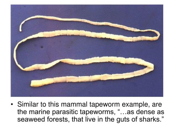 Черви паразиты бычий цепень