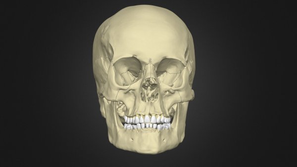 3d череп анатомия