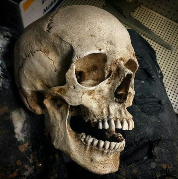 Череп человека 3d