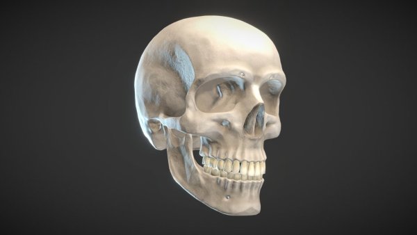 Череп 3d модель